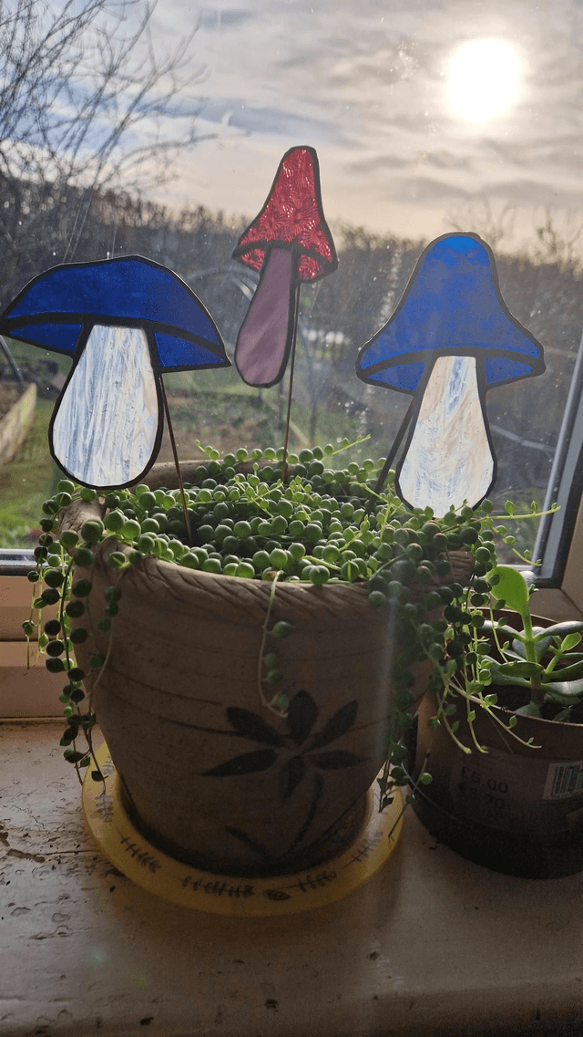 Mushdude plant buddy