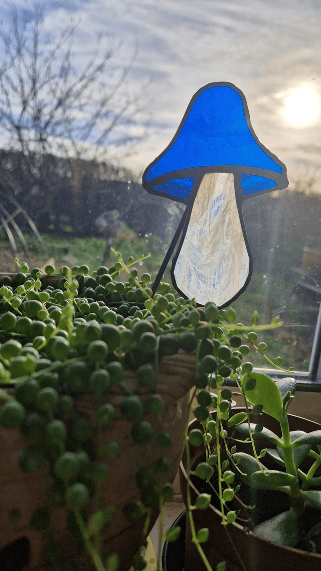 Mushdude plant buddy