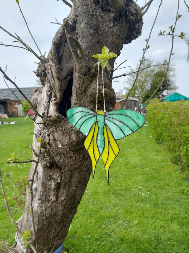 Moth